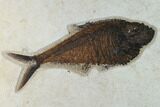 Fossil Fish (Diplomystus) - Green River Formation - Inch Layer #138607-1